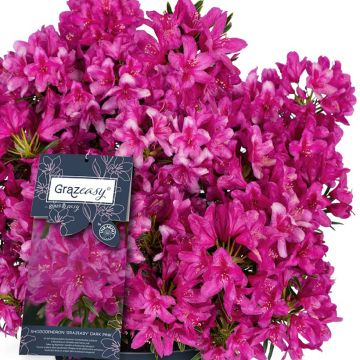 Rhododendron ponticum Grazeasy Dark Pink