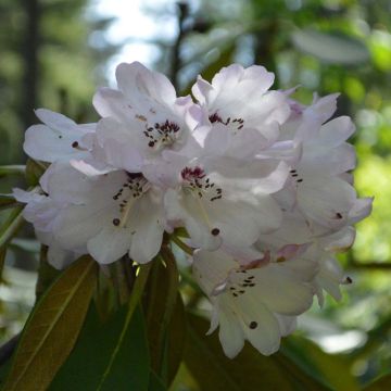 Rhododendron rex - Grand rhododendron