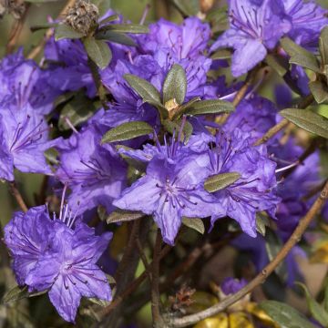 Rhododendron russatum Lauretta - Rhododendron nain