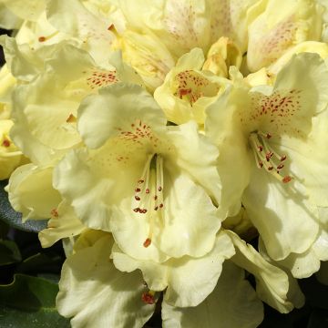 Rhododendron yakushimanum Easydendron Bohlken's Laura