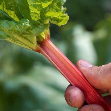 Rhubarbe Glaskins Perpetual Bio - Ferme de Sainte-Marthe