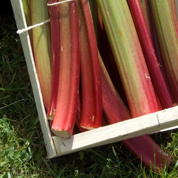 Rhubarbe Valentine