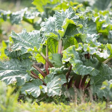 Rhubarbe des jardins Victoria - Rheum rhabarbarum