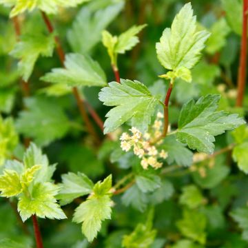 Ribes alpinum Schmidt - Groseiller des Alpes