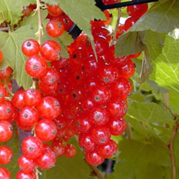 Groseillier à grappes rouges Rosetta