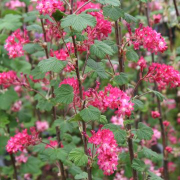 Ribes sanguineum King Edward VII - Groseiller à fleurs 