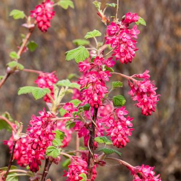 Ribes sanguineum Koja - Groseillier à fleurs