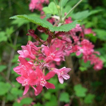 Ribes sanguineum