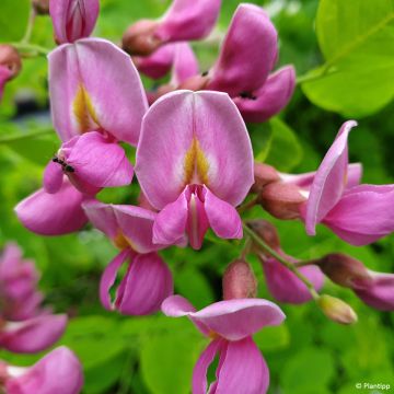 Robinia hispida Rosea - Acacia rose.