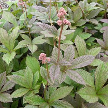 Rodgersia pinnata Dark Pokers