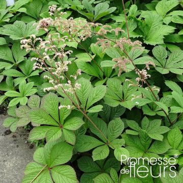 Rodgersia pinnata Hercules - Rodgersia à feuilles pennées Hercules