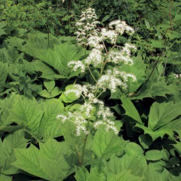 Rodgersia podophylla