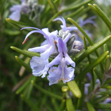 Romarin - Rosmarinus officinalis Tuscan Blue