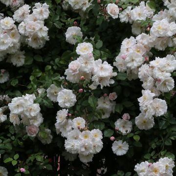 Rosier liane Adélaïde d’Orléans