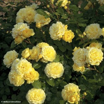 Rosier à fleurs groupées Anny Duperey