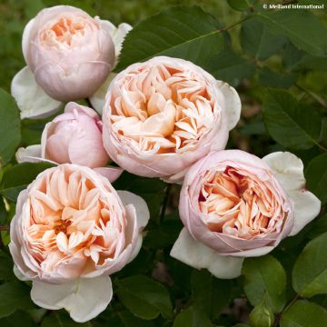 Rosier à grandes fleurs Belle Romantica