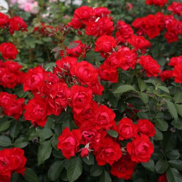 Rosier couvre-sol Black Forest Rose en racines nues