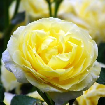 Rosa Golden Border - Rosier à fleurs groupées