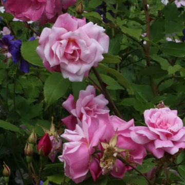 Rosier ancien Old Blush - Rosa (x) chinensis