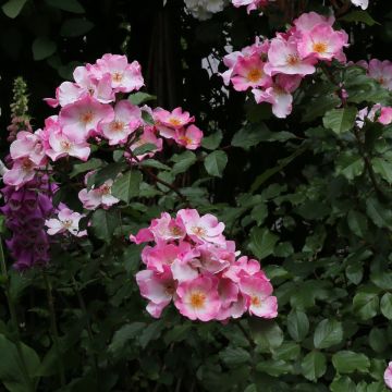 Rosier à grandes fleurs Rosy Cushion