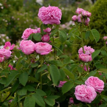 Rosier ancien Yolande d’Aragon