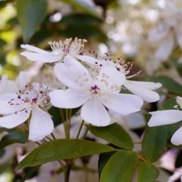 Rosier de Banks Alba - Rosa banksiae var. normalis