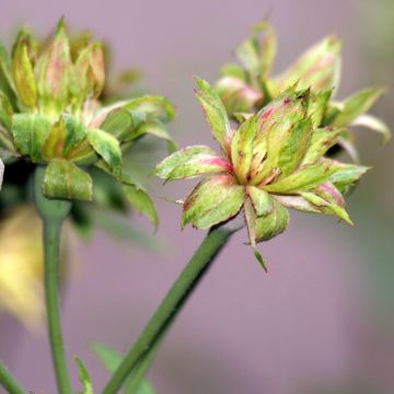 Rosa chinensis Viridiflora - Rose verte