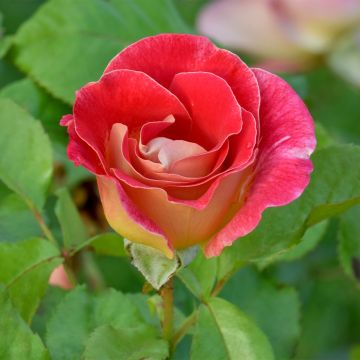 Rosier à fleurs groupées Aline Mayrisch Rose® 