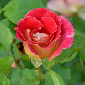 Rosier à fleurs groupées Aline Mayrisch Rose