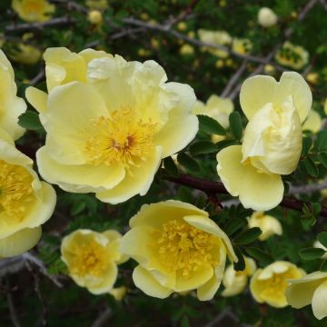 Rosier des champs - Rosa arvensis - Feuilles - ورد الحقول البري : أوراق  الشجيرة