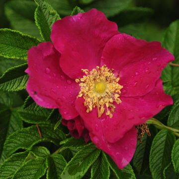 Rosier rugosa Rubra