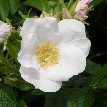 Rosa rugosa Alba - Rosier rugueux - Rosier botanique