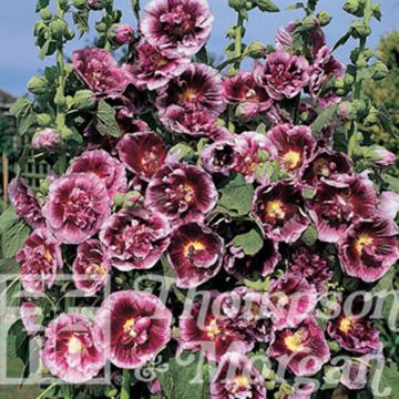 Graines de Rose trémière Crème de cassis - Alcea rosea