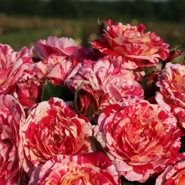 Rosier à fleurs groupées Abracadabra