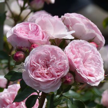 Rosier Arbustif Maria Theresia - Rosa (x) floribunda