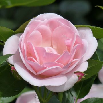 Rosier Astrid Lindgren - Rosa (x) floribunda