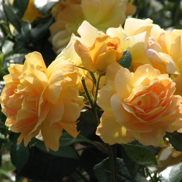 Rosier Bernstein Rose - Rosa (x) floribunda