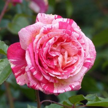 Rosier tige Brocéliande