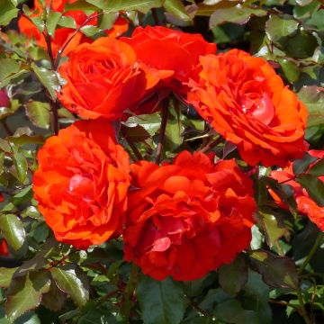 Rosier à fleurs groupées Remembrance