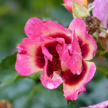 Rosier Coral Babylon Eyes - Rosa (x) persica