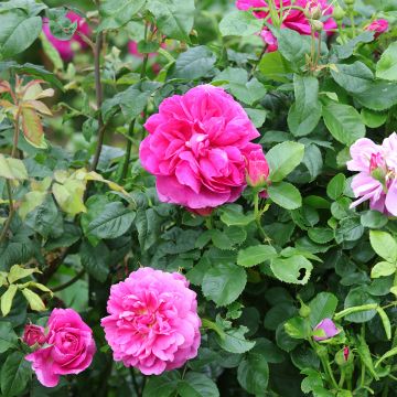 Rosier anglais Princess Anne® - Auskitchen