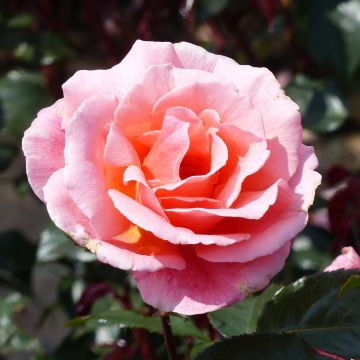 Rosier à fleurs groupées Fragrant Delight