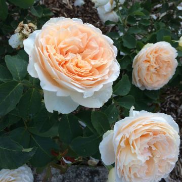 Rosier Generosa Odile Masquelier en racines nues