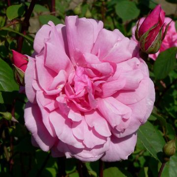 Rosier Grimpant Cecile brunner - Rose ancienne