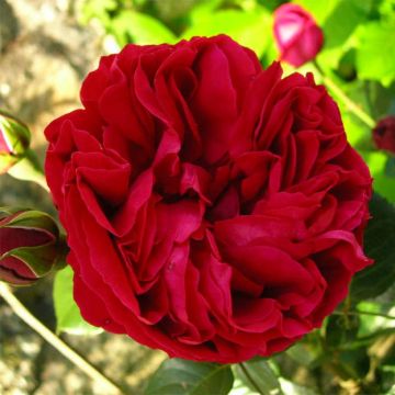 Rosier Grimpant à grandes fleurs Red Eden Rose ® (Eric Tabarly)