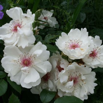 Rosier des champs - Rosa arvensis - Feuilles - ورد الحقول البري : أوراق  الشجيرة