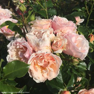 Rosier Jardin des Tuileries - Rosier buisson à fleurs groupées