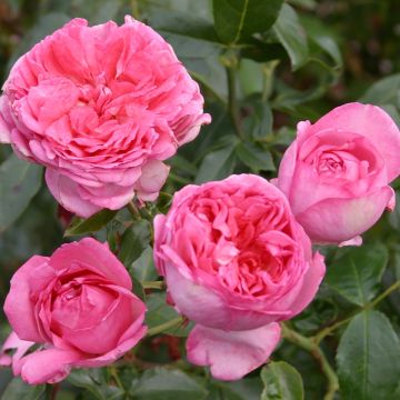 Rosier à grandes fleurs La Rose de Molinard en racines nues.