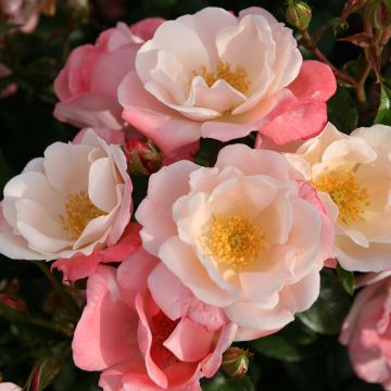 Rosier Nectar Garden Roseromantic