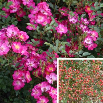 Rosier Nectar Garden Lilliput Lupo